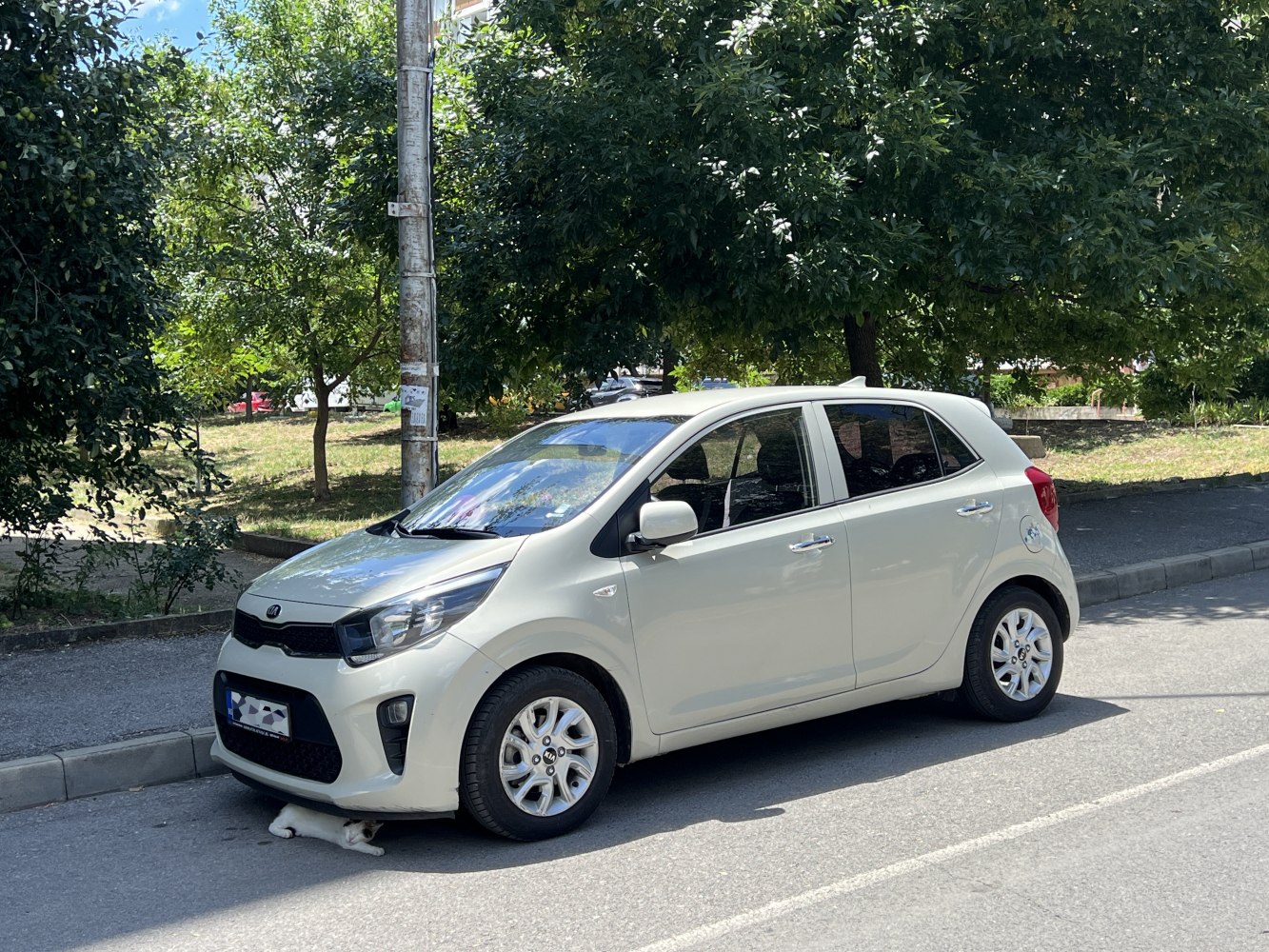 Compact hatchback car parked outdoors with a cat underneath